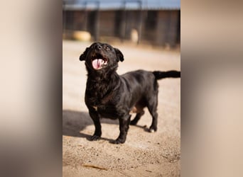 Liebste Lava - kuschelige, freundliche kleine Hündin