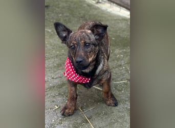 BEA❤️zauberhafte Welpen-Knutschkugel sucht ein liebevolles Zuhause