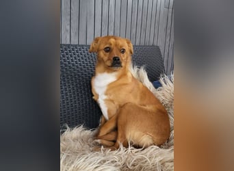 Liebste♥Luna♥ klein, fein und stubenrein
