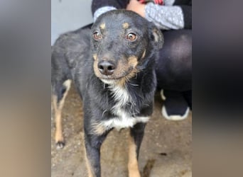 Rio ❤️ freundlicher Herzenshund sucht Familie!