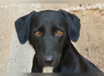 Cassia ♥️ liebe, sensible Fellnase sucht Sicherheit