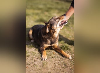 Lausbub ♥LEVY♥ ein rundum toller Rüde