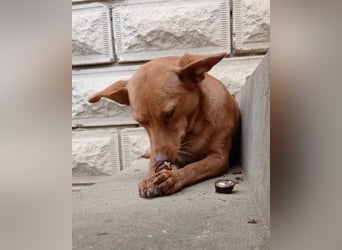 Sanfte SIMBA❤️eine liebevolle Seele - gerettet und bereit fürs Glück!