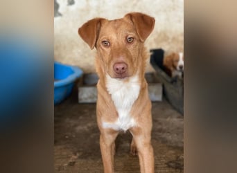 Novis, geb. ca. 09/2025, lebt in GRIECHENLAND, auf einer privaten Pflegestelle