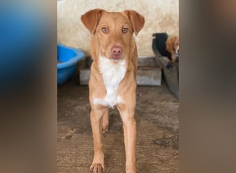 Novis, geb. ca. 09/2025, lebt in GRIECHENLAND, auf einer privaten Pflegestelle