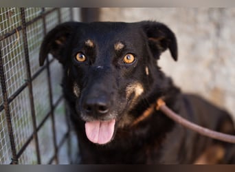 YARINA❤️zarte Hundedame: Lieb. Klug. Lernwillig.