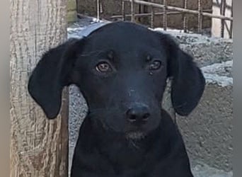 Welpenbub ♥ Spunky ♥ liebenswertes Familienmitglied auf 4 Pfoten