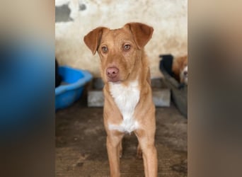 Novis, geb. ca. 09/2025, lebt in GRIECHENLAND, auf einer privaten Pflegestelle