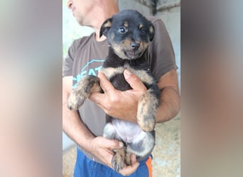 Liebe Babsi ❤️ kleine, süße Schmusemaus!