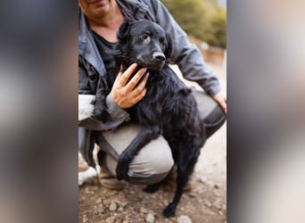 SKOCKO❤️ein Charmeur, der ganz viel Nähe und Zuwendung liebt