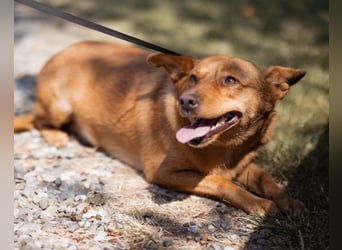 Sanfte SIMBA❤️eine liebevolle Seele - gerettet und bereit fürs Glück!