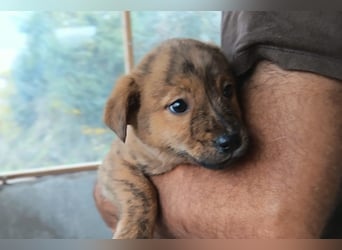 Timmy ❤️ junger, aktiver, so lieber Bub!