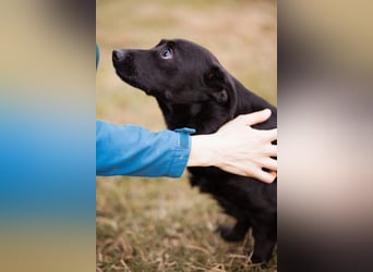 Jungrüde Romy sucht sein Lebensglück