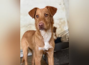 Novis, geb. ca. 09/2025, lebt in GRIECHENLAND, auf einer privaten Pflegestelle