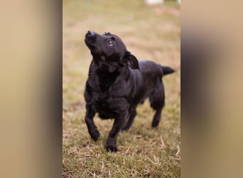 Jungrüde Romy sucht sein Lebensglück