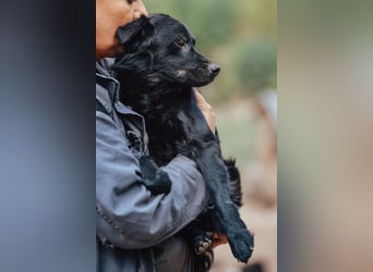 SKOCKO❤️ein Charmeur, der ganz viel Nähe und Zuwendung liebt