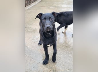 Monty - neugieriger, so lieber kleinerbleibender Hundebub