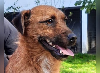 Klein Bentley ❤️ verspielter, freundlicher Rüde!