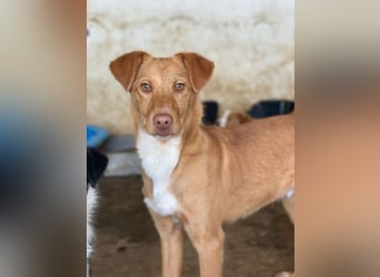 Novis, geb. ca. 09/2025, lebt in GRIECHENLAND, auf einer privaten Pflegestelle