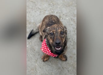 BEA❤️zauberhafte Welpen-Knutschkugel sucht ein liebevolles Zuhause