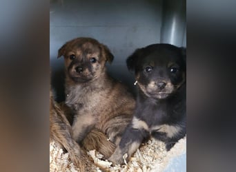 Liebe Babsi ❤️ kleine, süße Schmusemaus!