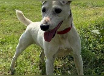 Roki - Jacki-Mix, aktiv, lebensfroh, liebt Menschen