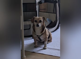 Sanfte ♥ Mirna ♥ wartet bereits in 67663 Kaiserslautern