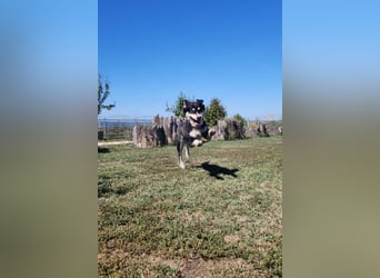 Lucy ❤️ offene, neugierige Hundedame