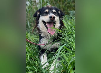 Lucy ❤️ offene, neugierige Hundedame