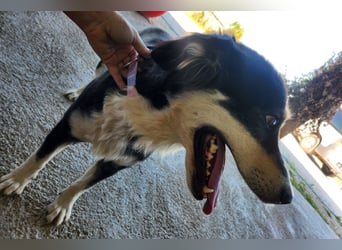 Lucy ❤️ offene, neugierige Hundedame