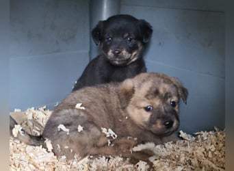 Liebe Babsi ❤️ kleine, süße Schmusemaus!