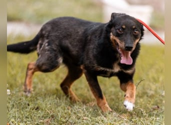 Rio ❤️ freundlicher Herzenshund sucht Familie!