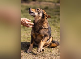 Lausbub ♥LEVY♥ ein rundum toller Rüde