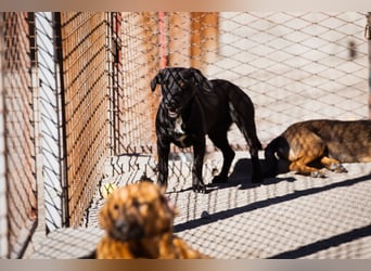 Schmusepfote Cassia ♥️ tolle Familienhündin