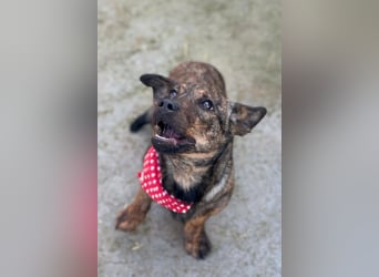 BEA❤️zauberhafte Welpen-Knutschkugel sucht ein liebevolles Zuhause