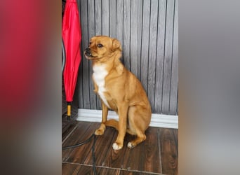 Liebste ♥Luna♥ klein, fein und stubenrein