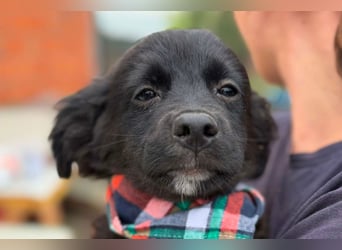 MIRO❤️zuckersüßer Kuschelkönig sucht sein Für-Immer-Körbchen