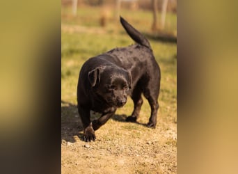 Süße OldLady ♥ Merry ♥ fröhliche, freundliche Hundedame