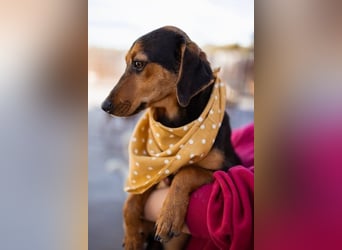 Jungrüde ♥ Faelan ♥ goldiger Schatz