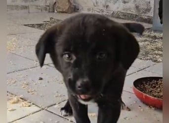 süße LIA❤️kleines Energiebündel sucht ein Für-Immer-Körbchen