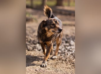 Lausbub ♥LEVY♥ ein rundum toller Rüde