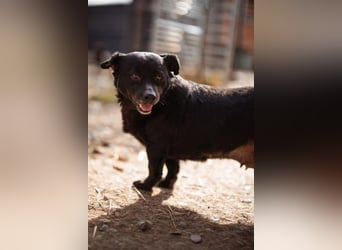 Liebste Lava - kuschelige, freundliche kleine Hündin