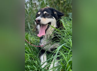 Lucy ❤️ offene, neugierige Hundedame