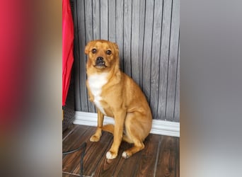 Liebste ♥Luna♥ klein, fein und stubenrein