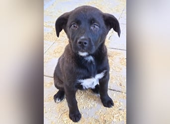 süße LIA❤️kleines Energiebündel sucht ein Für-Immer-Körbchen