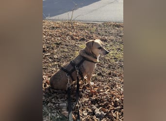 Sanfte ♥ Mirna ♥ wartet bereits in 67663 Kaiserslautern