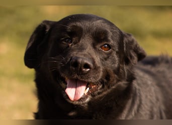 Süße OldLady ♥ Merry ♥ fröhliche, freundliche Hundedame