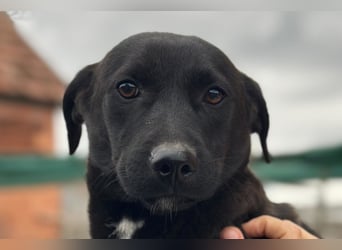 STEFAN❤️entzückender, schüchterner Jungrüde auf Körbchensuche