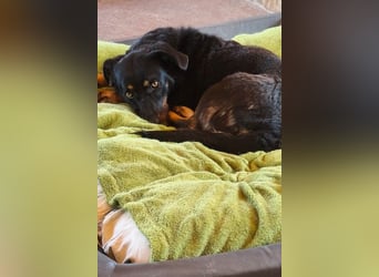 YARINA❤️zarte, entzückende kleine Hundedame: Lieb. Klug. Lernwillig.