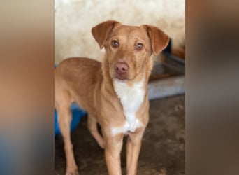 Novis, geb. ca. 09/2025, lebt in GRIECHENLAND, auf einer privaten Pflegestelle